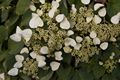 Schizophragma hydrangeoides Moonlight-4 Przywarka japońska